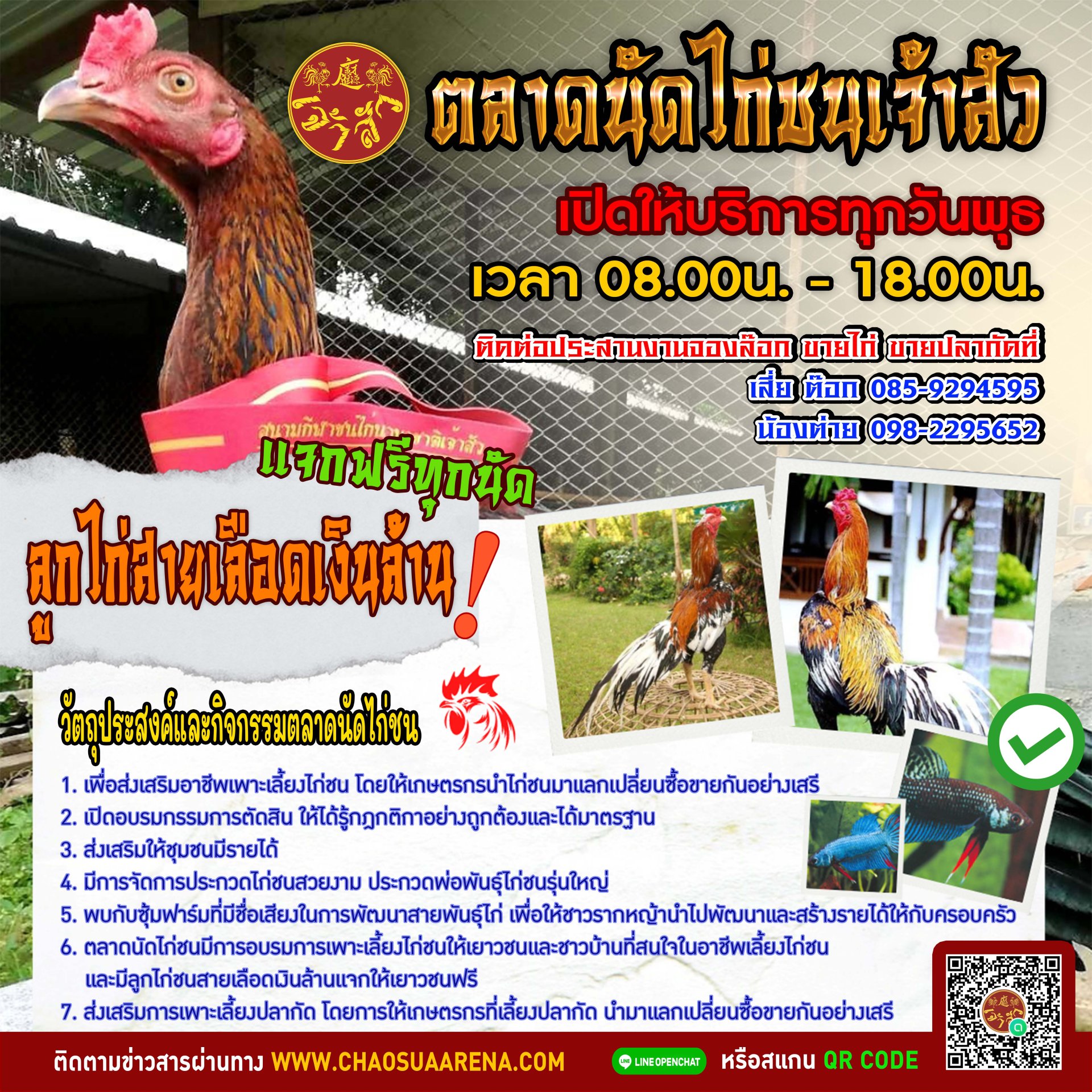 เปิดแล้วทุกวันพุธ!! ตลาดนัดไก่ชนเจ้าสัว มีลูกไก่ชนแจกฟรีทุกนัด