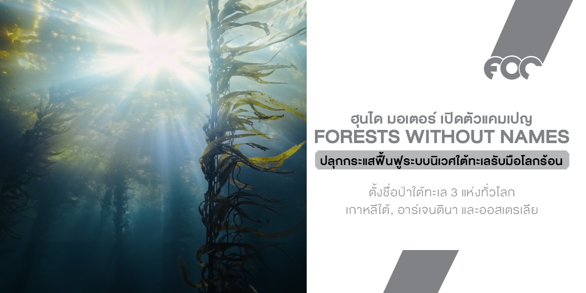 ฮุนไดชวนตั้งชื่อให้ป่า! เปิดตัวแคมเปญ Forests Without Names ปลุกกระแสฟื้นฟูระบบนิเวศใต้ทะเลรับมือโลกร้อน