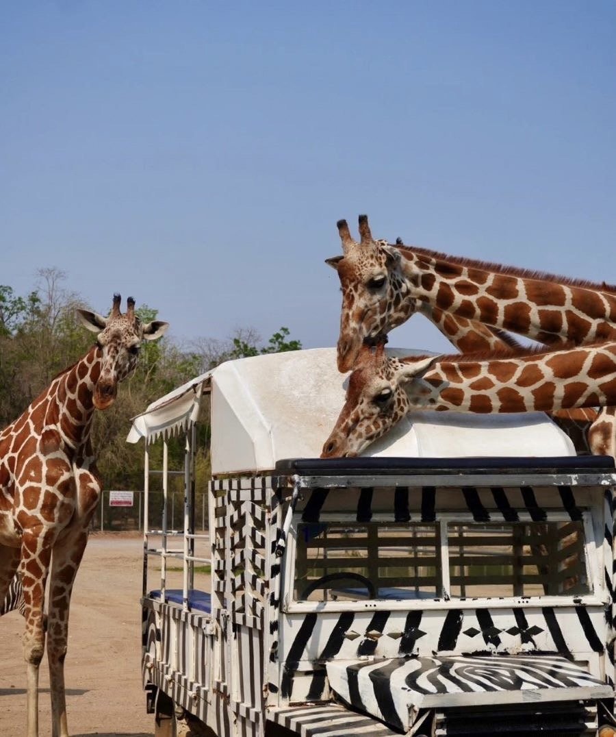 031PVT	Kanchanaburi , World War II Cemetary + Safari Kanchanaburi Girafft Feeding +  Lunch + Guide 031PVT	Kanchanaburi , World War II Cemetary + Safari Kanchanaburi Girafft Feeding +  Lunch + Guide