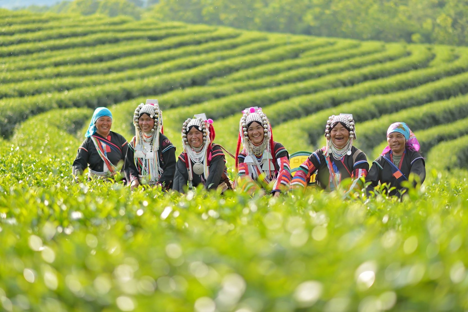 Chui Fong Tea Plantation, Chiangrai  Chui Fong Tea Plantation, Chiangrai