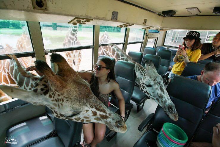 Kanchanaburi Day Tour with Giraffe  Kanchanaburi Day Tour with Giraffe