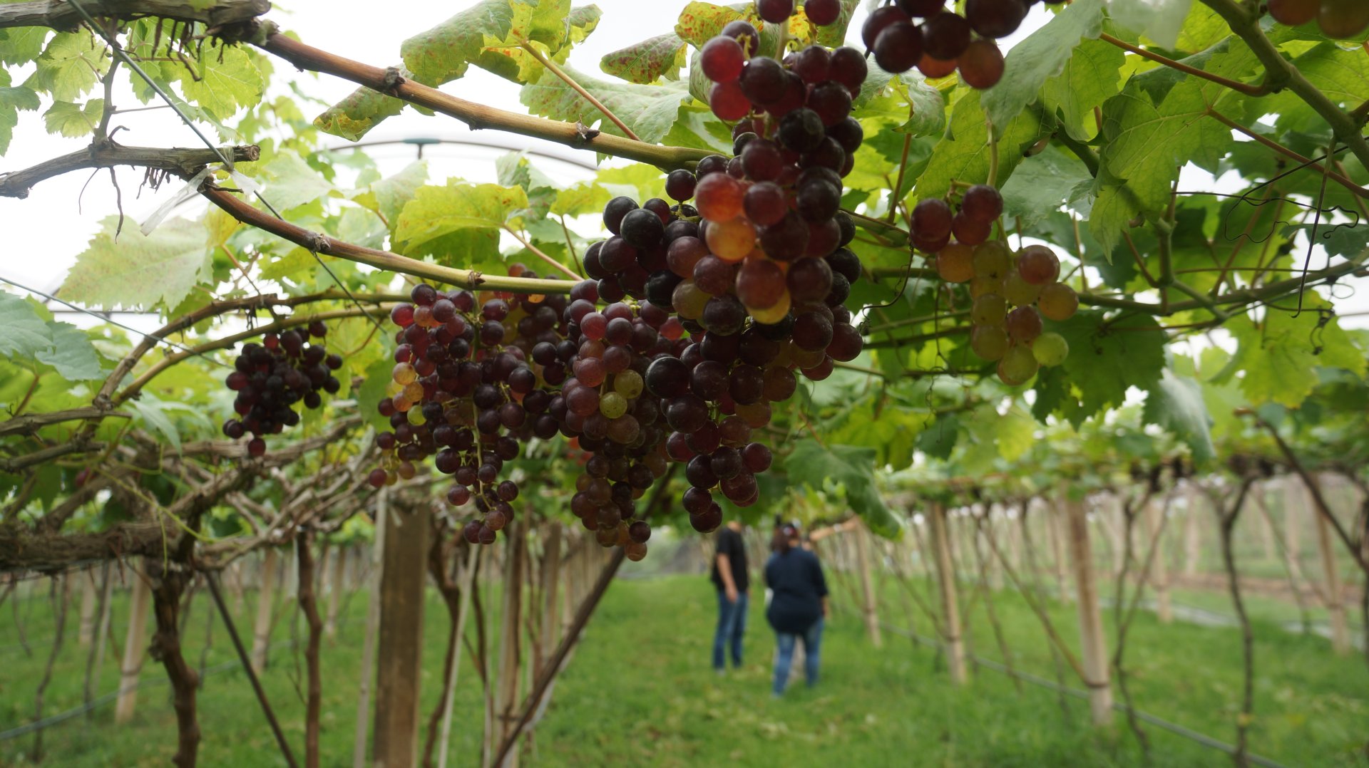 PB Vineyard, Khaoyai Thailand  PB Vineyard, Khaoyai Thailand