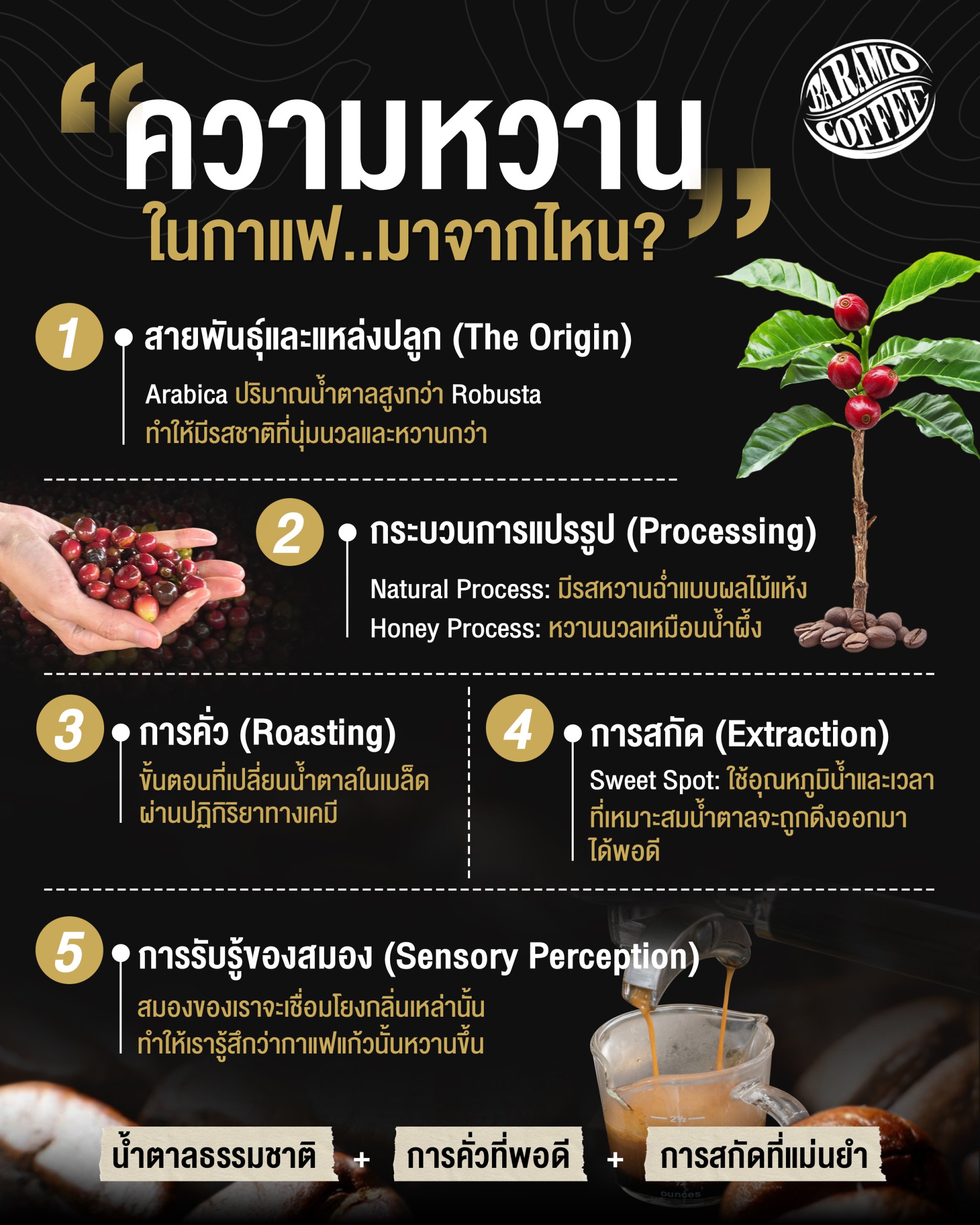 ความหวานในกาแฟมาจากไหน?