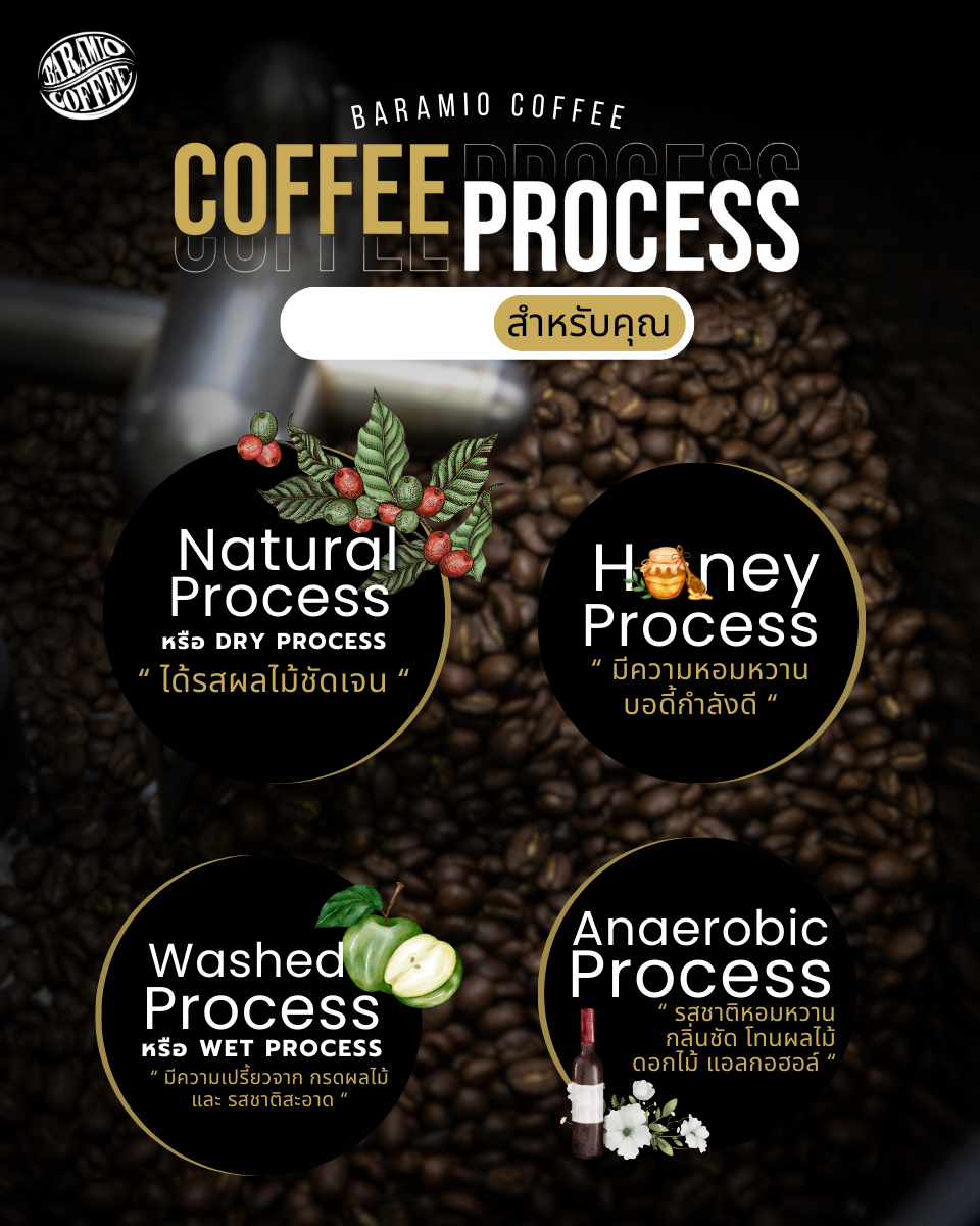Coffee Process แบบไหนเป็น Coffee Process ที่ใช่สำหรับคุณ? Coffee Process แบบไหนเป็น Coffee Process ที่ใช่สำหรับคุณ?