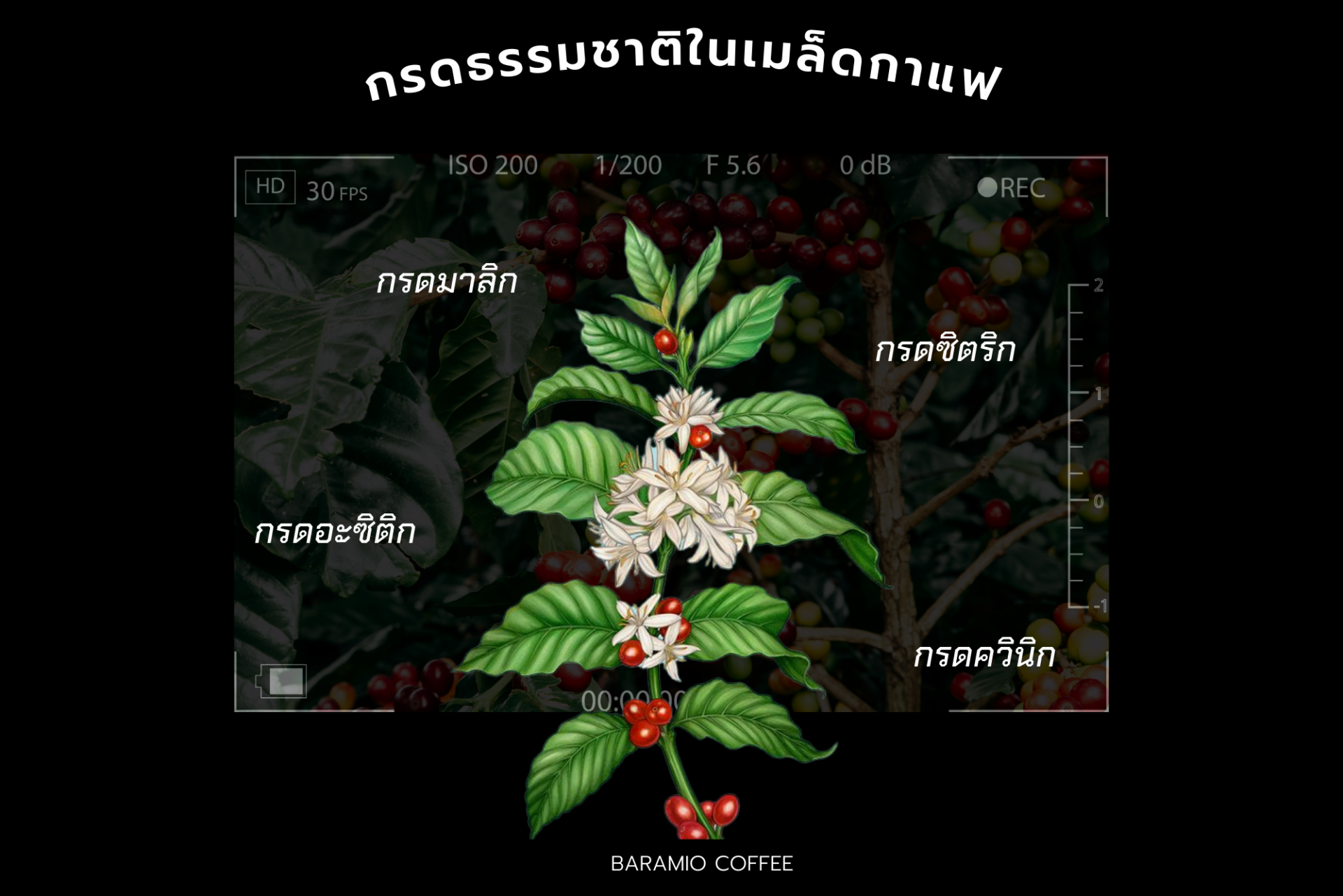 Acidity ความเปรี้ยวในเมล็ดกาแฟ Acidity ความเปรี้ยวในเมล็ดกาแฟ