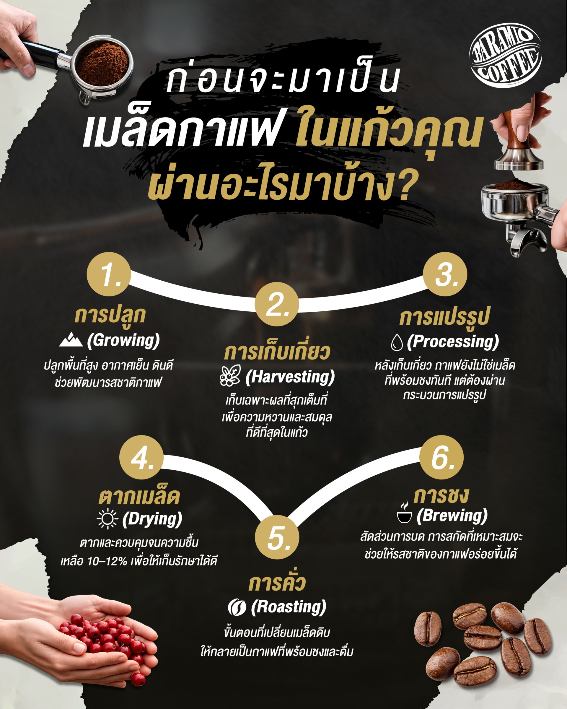 ก่อนจะมาเป็นเมล็ดกาแฟในแก้วคุณมันผ่านอะไรมาบ้าง?