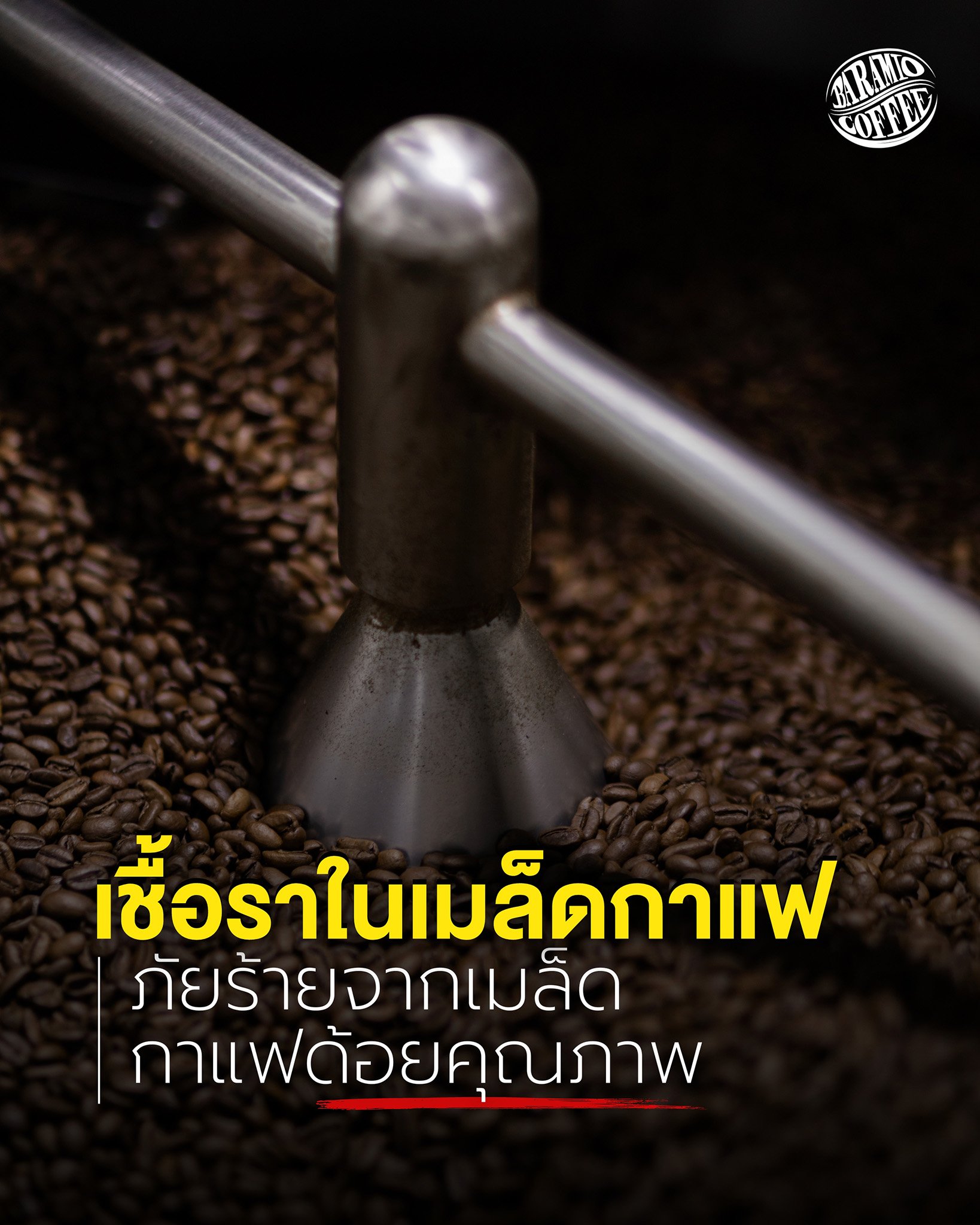 เชื้อราในเมล็ดกาแฟ ภัยร้ายจากกาแฟด้อยคุณภาพ