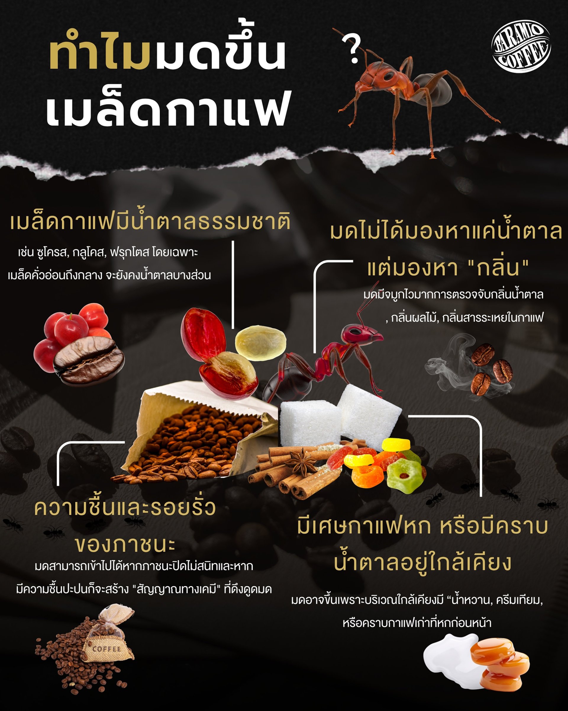 ทำไมมดขึ้นเมล็ดกาแฟทั้งๆที่ดูไม่ได้มีความหวานอะไรเลย?