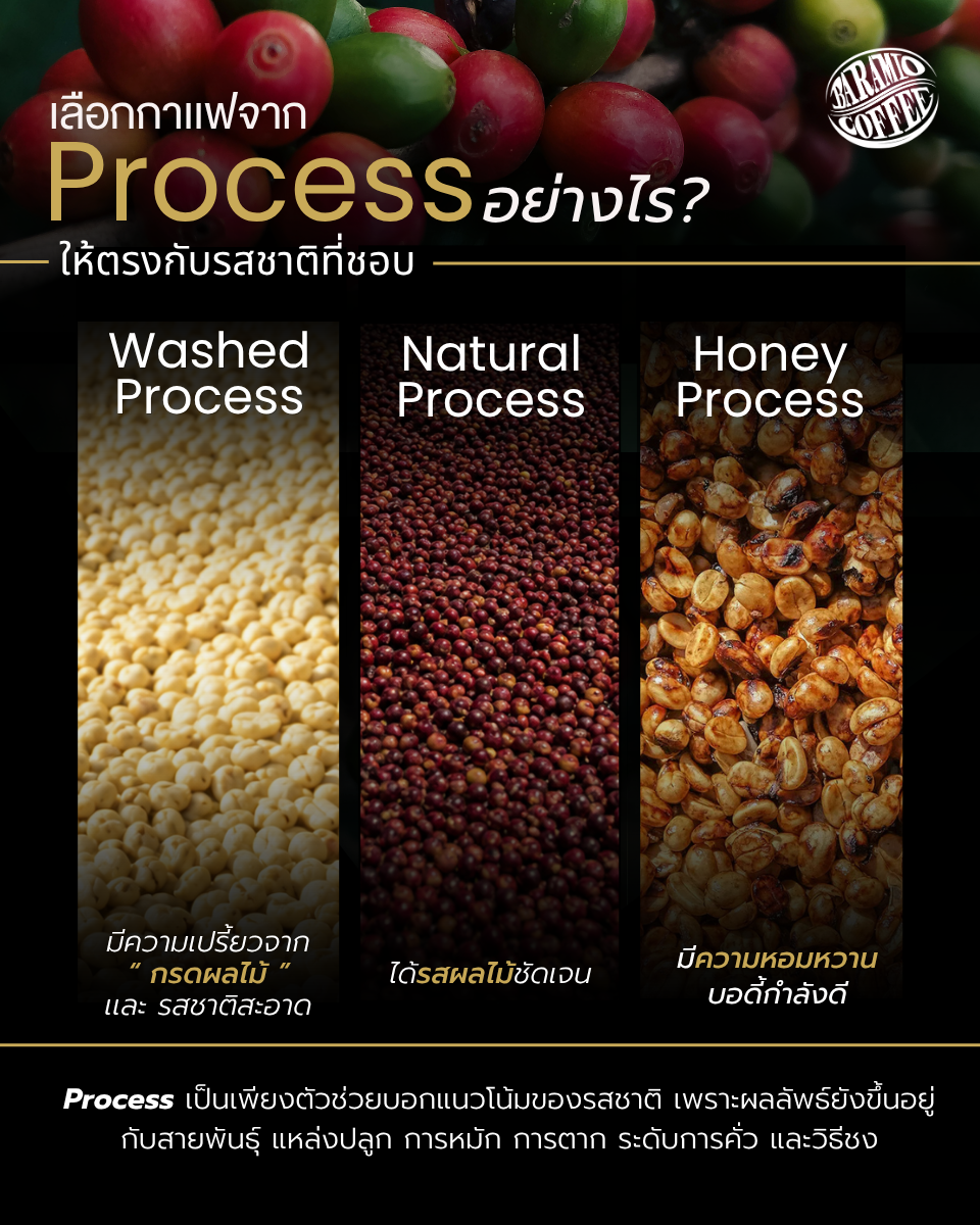 เลือกกาแฟจาก Process อย่างไร ให้ตรงกับรสชาติที่ชอบ? ️