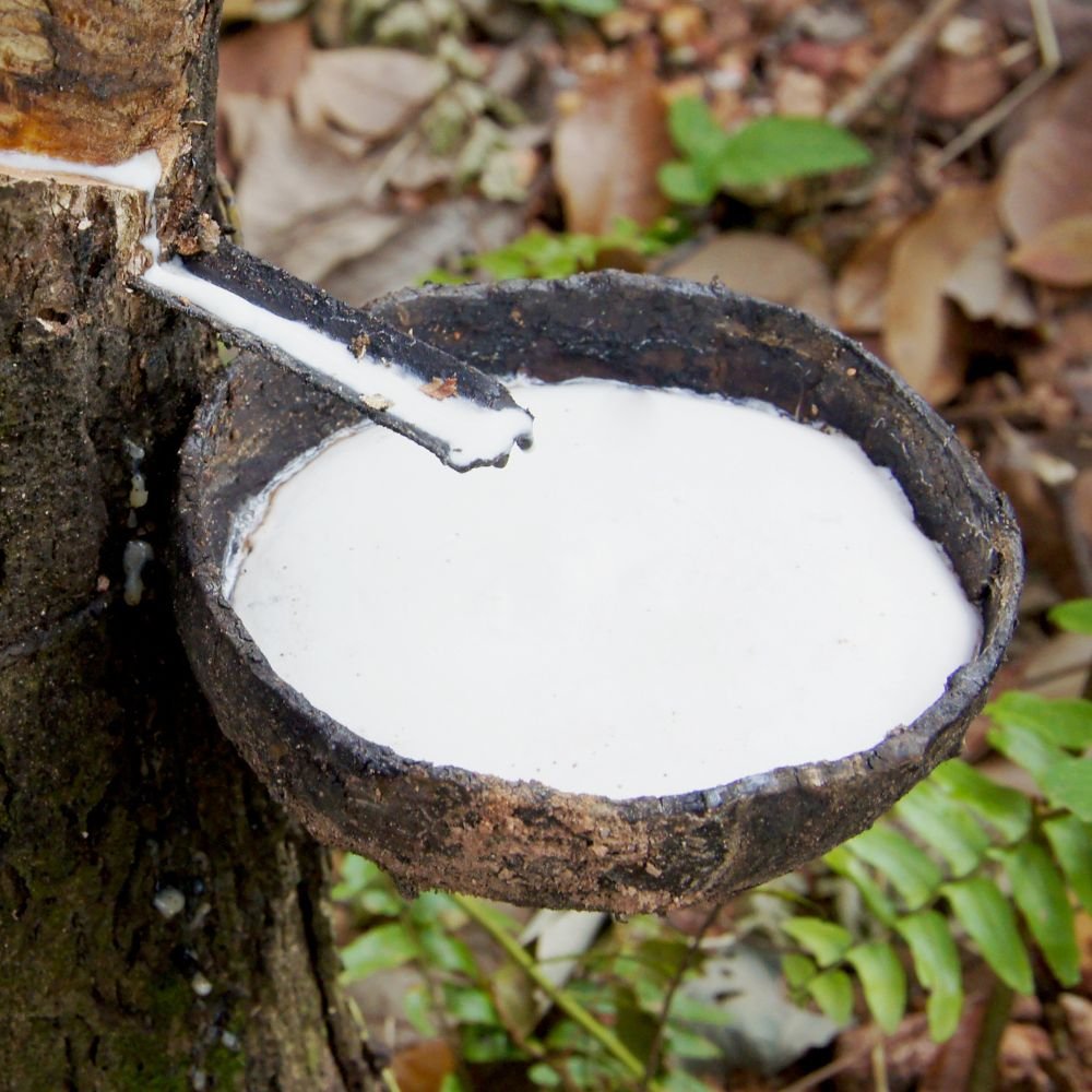 ความรู้เรื่องยาง ความรู้เรื่องยาง