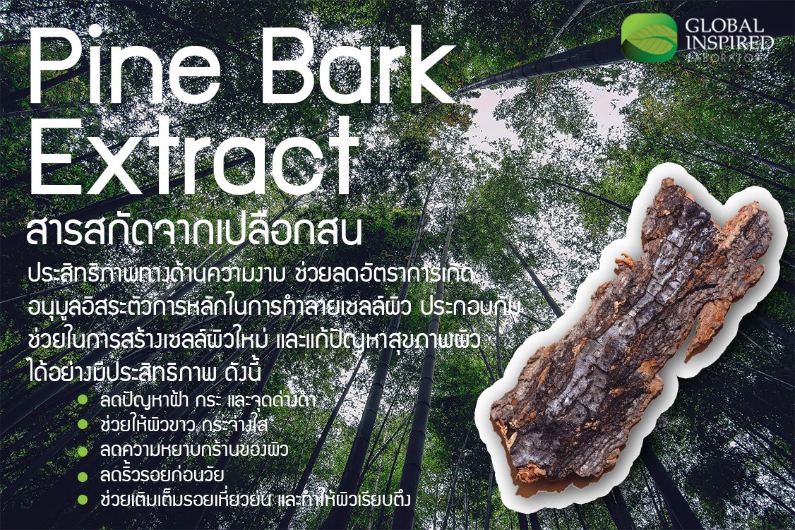 สารสกัด Pine Bark Extract