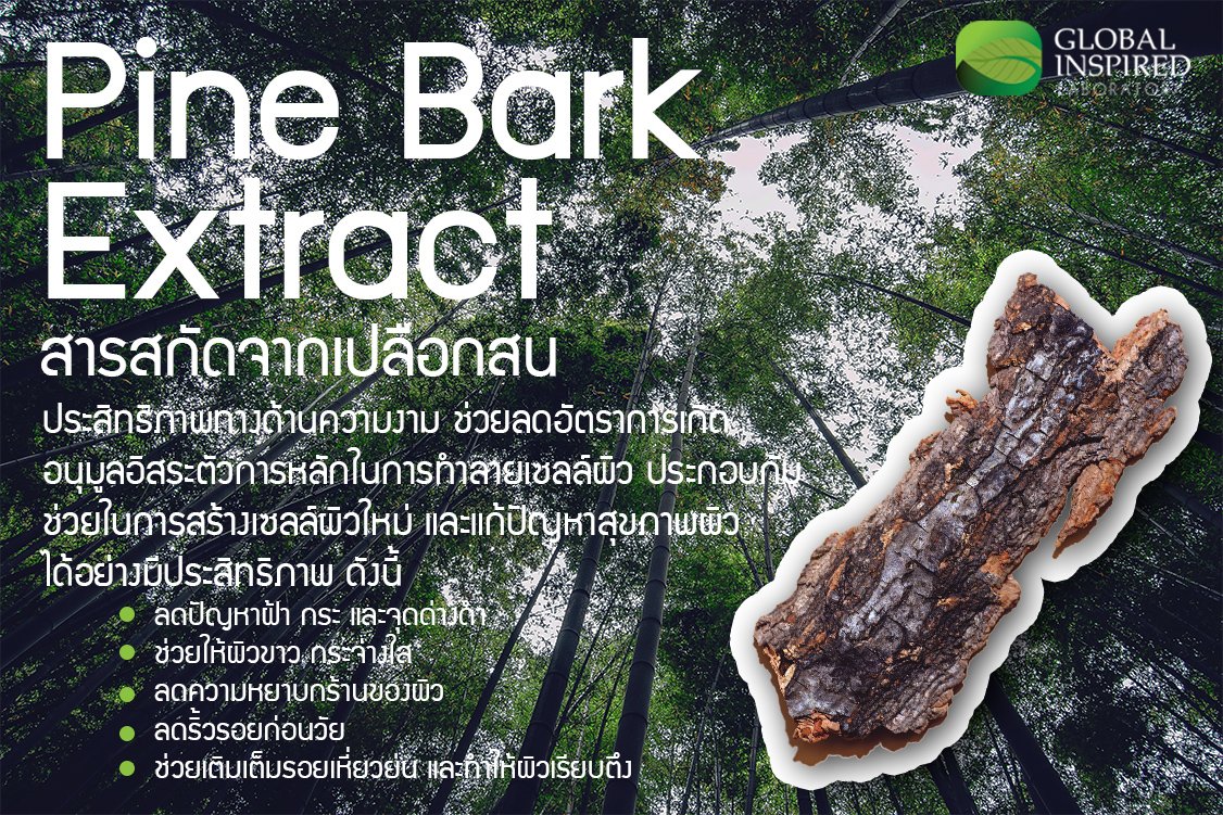 สารสกัด Pine Bark Extract สารสกัด Pine Bark Extract