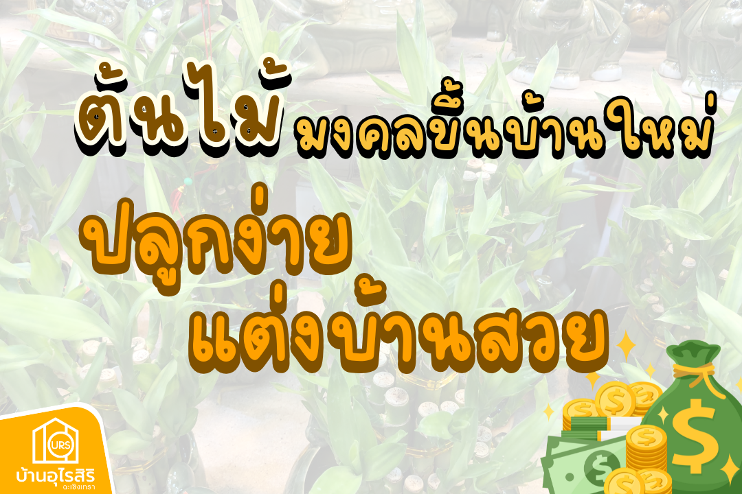 ต้นไม้มงคลขึ้นบ้านใหม่ ปลูกง่าย แต่งบ้านสวย