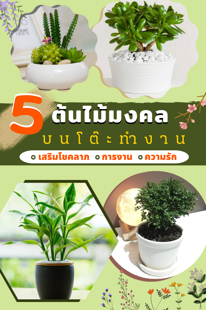 5 ต้นไม้มงคลบนโต๊ะทำงาน  5 ต้นไม้มงคลบนโต๊ะทำงาน