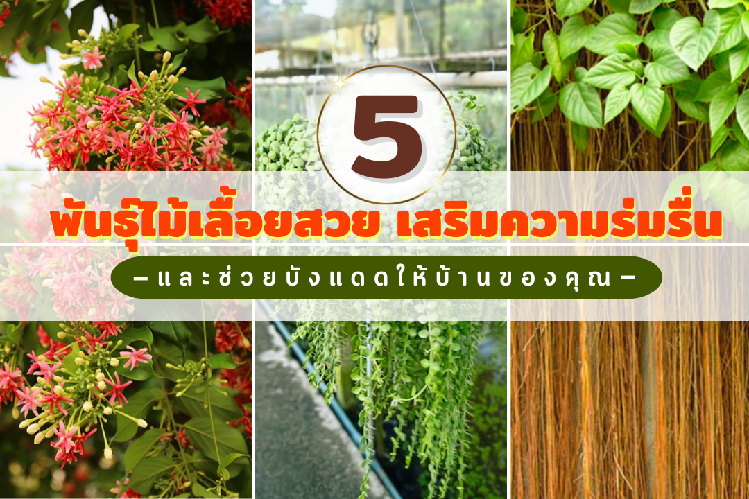 5 พันธุ์ไม้เลื้อยสวย  เสริมความร่มรื่น และช่วยบังแดดให้บ้านของคุณ  5 พันธุ์ไม้เลื้อยสวย  เสริมความร่มรื่น และช่วยบังแดดให้บ้านของคุณ