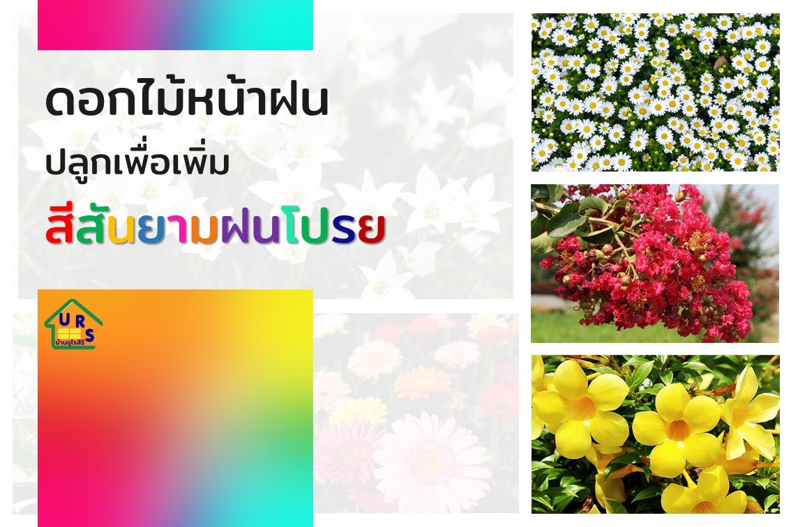 8 ดอกไม้ปลูกหน้าฝนเพื่อเพิ่มสีสันยามฝนโปรย 8 ดอกไม้ปลูกหน้าฝนเพื่อเพิ่มสีสันยามฝนโปรย