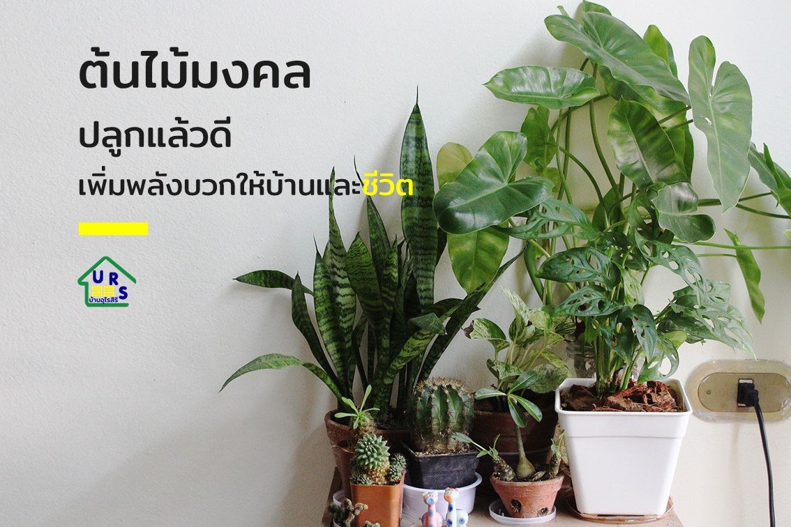 ต้นไม้มงคลปลูกแล้วดี ต้นไม้มงคลปลูกแล้วดี