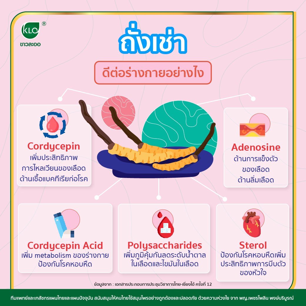 ถั่งเช่า ดีต่อร่างกายอย่างไร