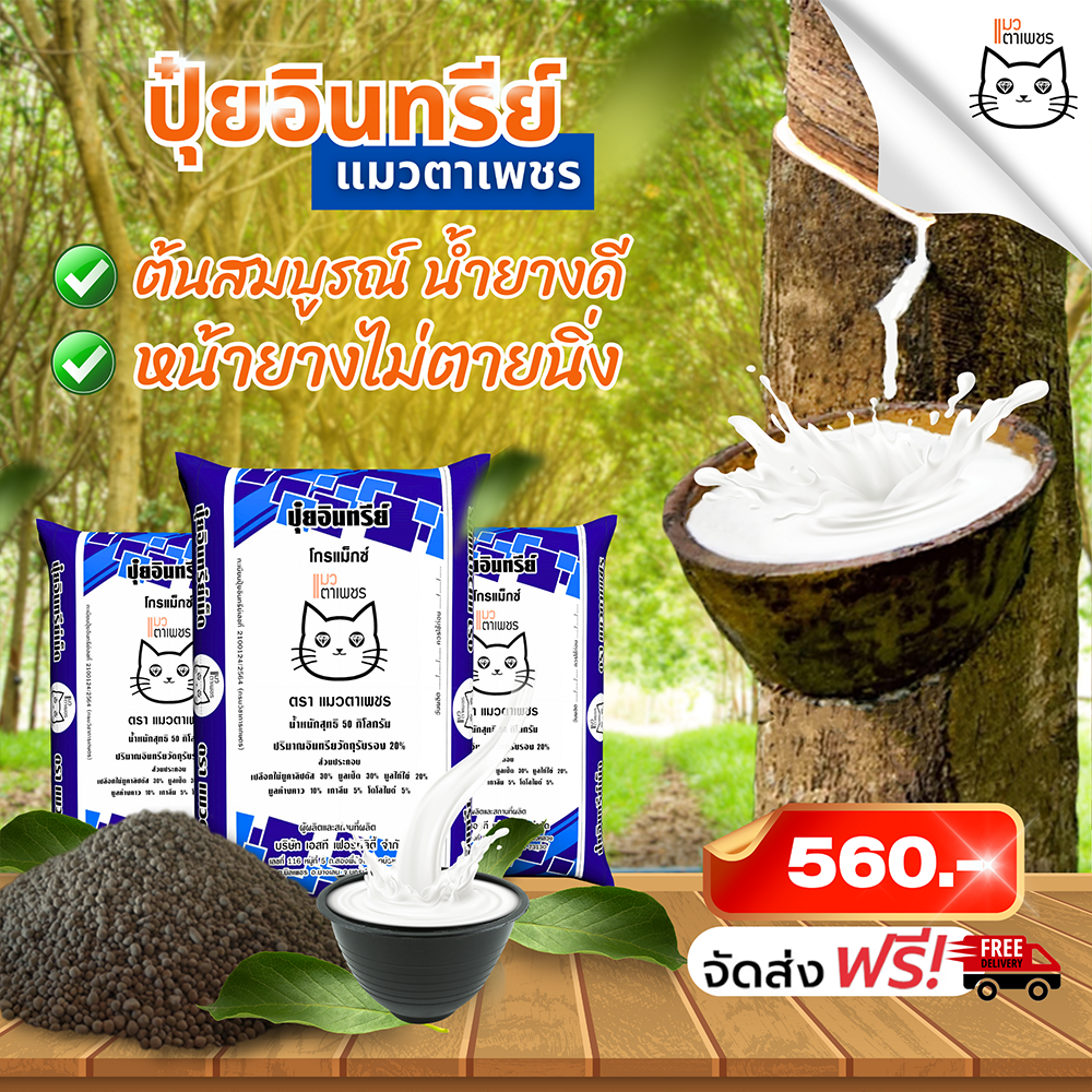 ปลูกยางพารา ต้องปุ๋ยอินทรีย์แมวตาเพชร