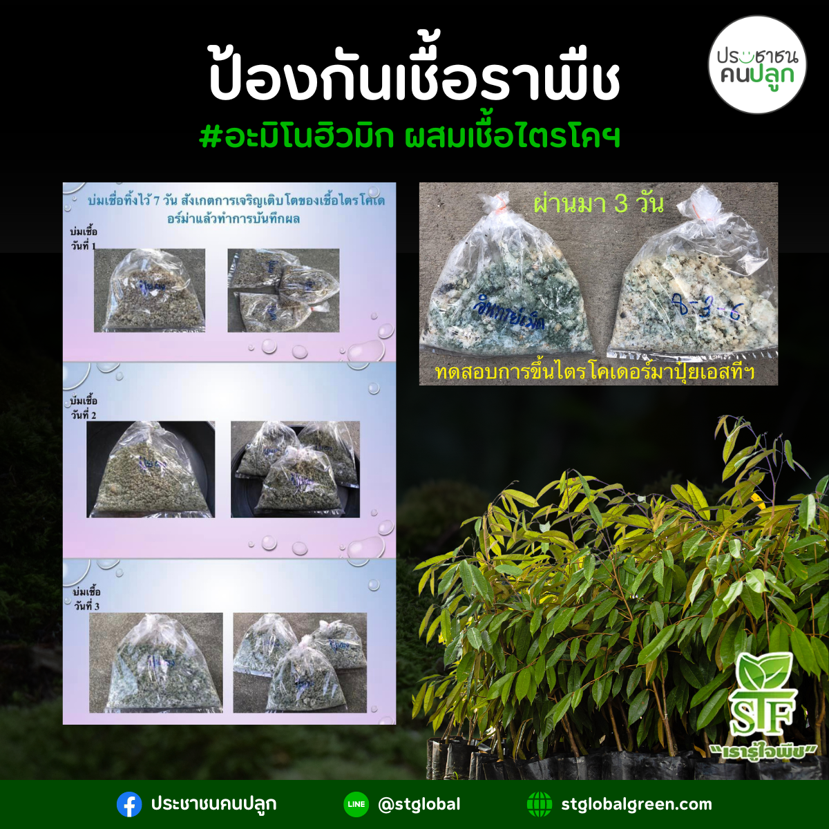 ป้องกันเชื้อราพืช เอสทีโกลบอลกรีน