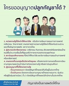 ใครขออนุญาตปลูกกัญชาได้