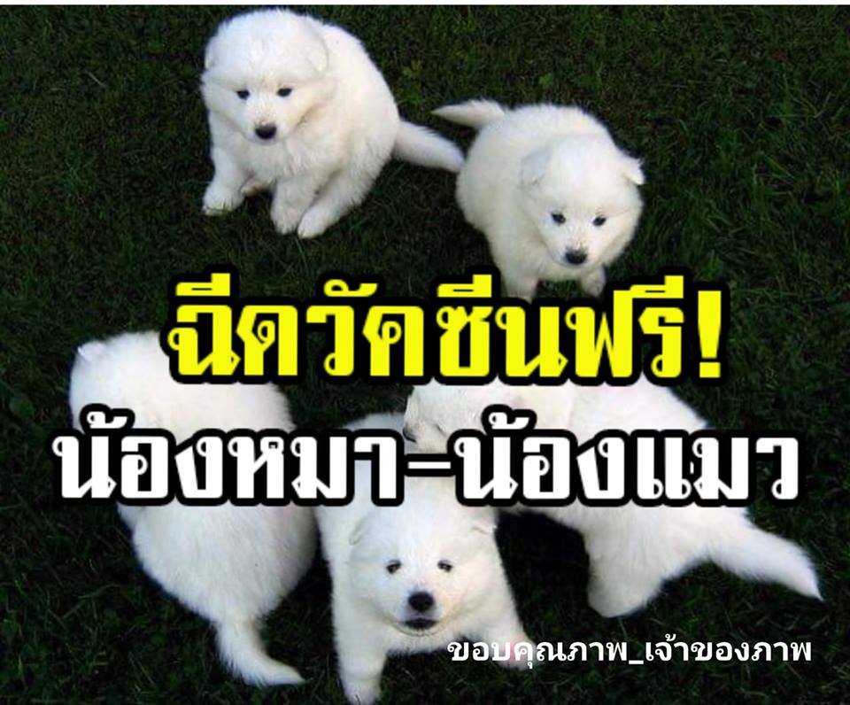 รัฐจัดให้!! ฉีดวัคซีนน้องหมา-น้องแมว "ฟรีทั่วประเทศ" 