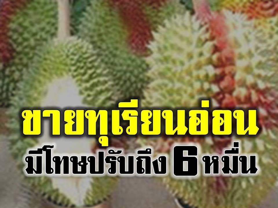 อย่านะครับ!! ขายทุเรียนอ่อน มีโทษถึงจำคุก 3 ปี ปรับเงิน 6 หมื่นบาท  อย่านะครับ!! ขายทุเรียนอ่อน มีโทษถึงจำคุก 3 ปี ปรับเงิน 6 หมื่นบาท