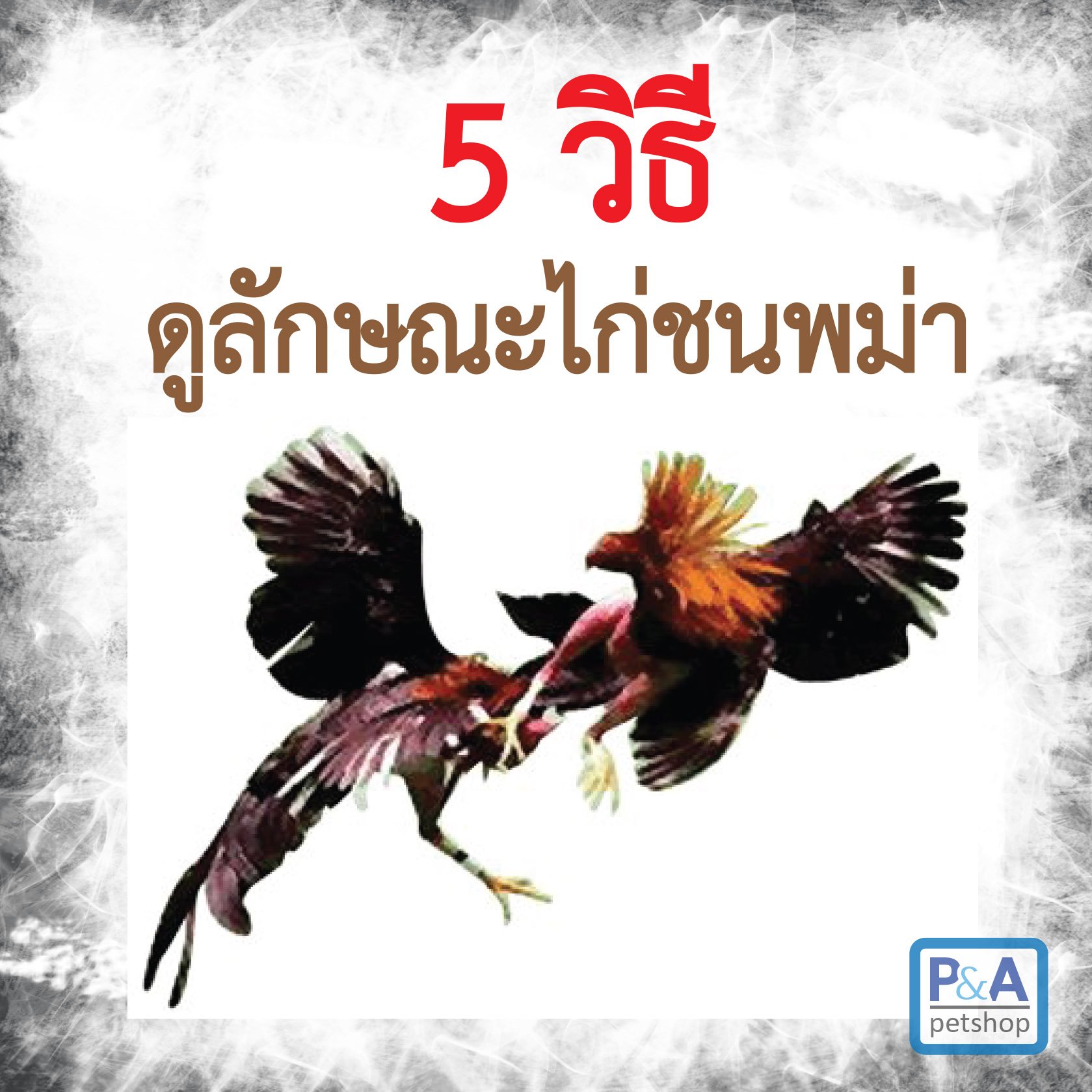 วิธีดูลักษณะไก่ชนพม่าแบบเก่งๆ วิธีดูลักษณะไก่ชนพม่าแบบเก่งๆ