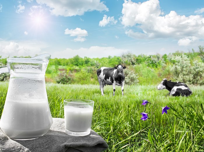 อุตสาหกรรมนมโคไทยบนเส้นทางนมทางเลือก Thailands Dairy Industry and the Shift Toward Alternative Milk