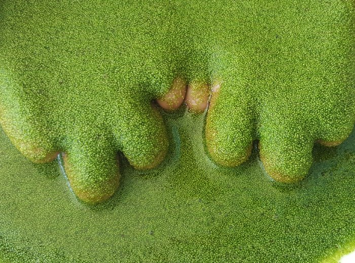 ระบบจัดระดับคุณภาพผำฉะของประเทศไทย เพื่อสร้างความมั่นใจแก่ผู้บริโภค Thailands Quality Grading System for Pham-Cha to Ensure Consumer Confidence ระบบจัดระดับคุณภาพผำฉะของประเทศไทย เพื่อสร้างความมั่นใจแก่ผู้บริโภค Thailands Quality Grading System for Pham-Cha to Ensure Consumer Confidence