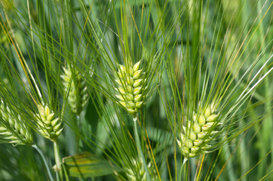 เบต้ากลูแคน: สุดยอดใยอาหารเพื่อบำรุงสุขภาพหัวใจ เบต้ากลูแคน: สุดยอดใยอาหารเพื่อบำรุงสุขภาพหัวใจ