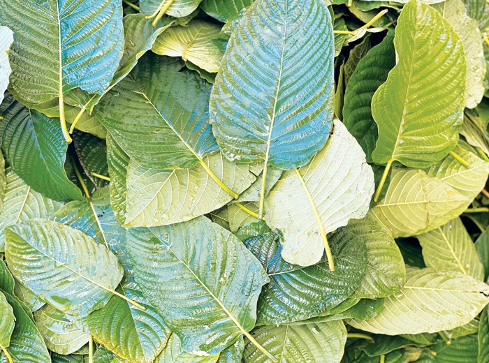 The Commercial Possibility of Kratom from Addictive Drug The Commercial Possibility of Kratom from Addictive Drug