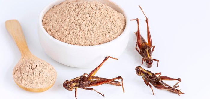 Interview with Three Food Operators on Insect-based Protein overview