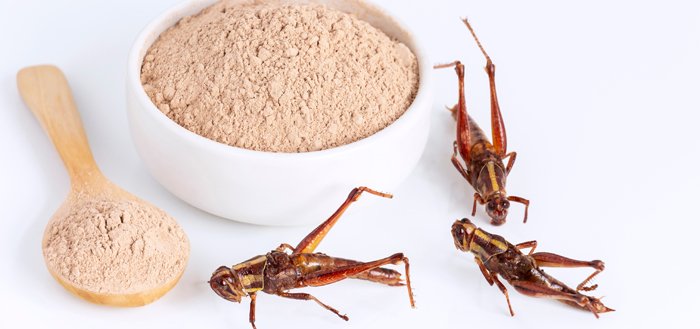 Interview with Three Food Operators on Insect-based Protein overview Interview with Three Food Operators on Insect-based Protein overview