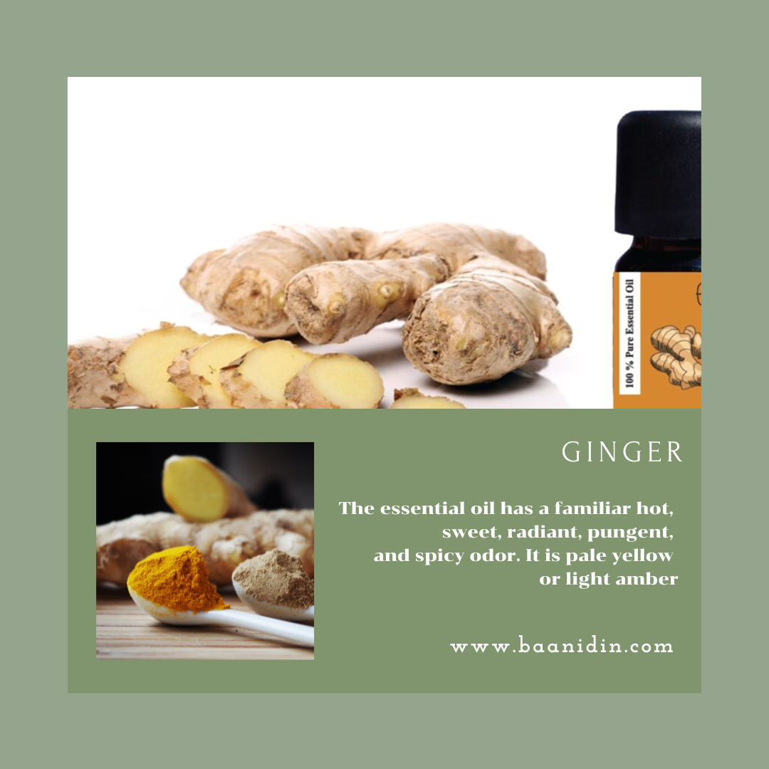 baanidin_ginger_essential_oils_benefits baanidin_ginger_essential_oils_benefits