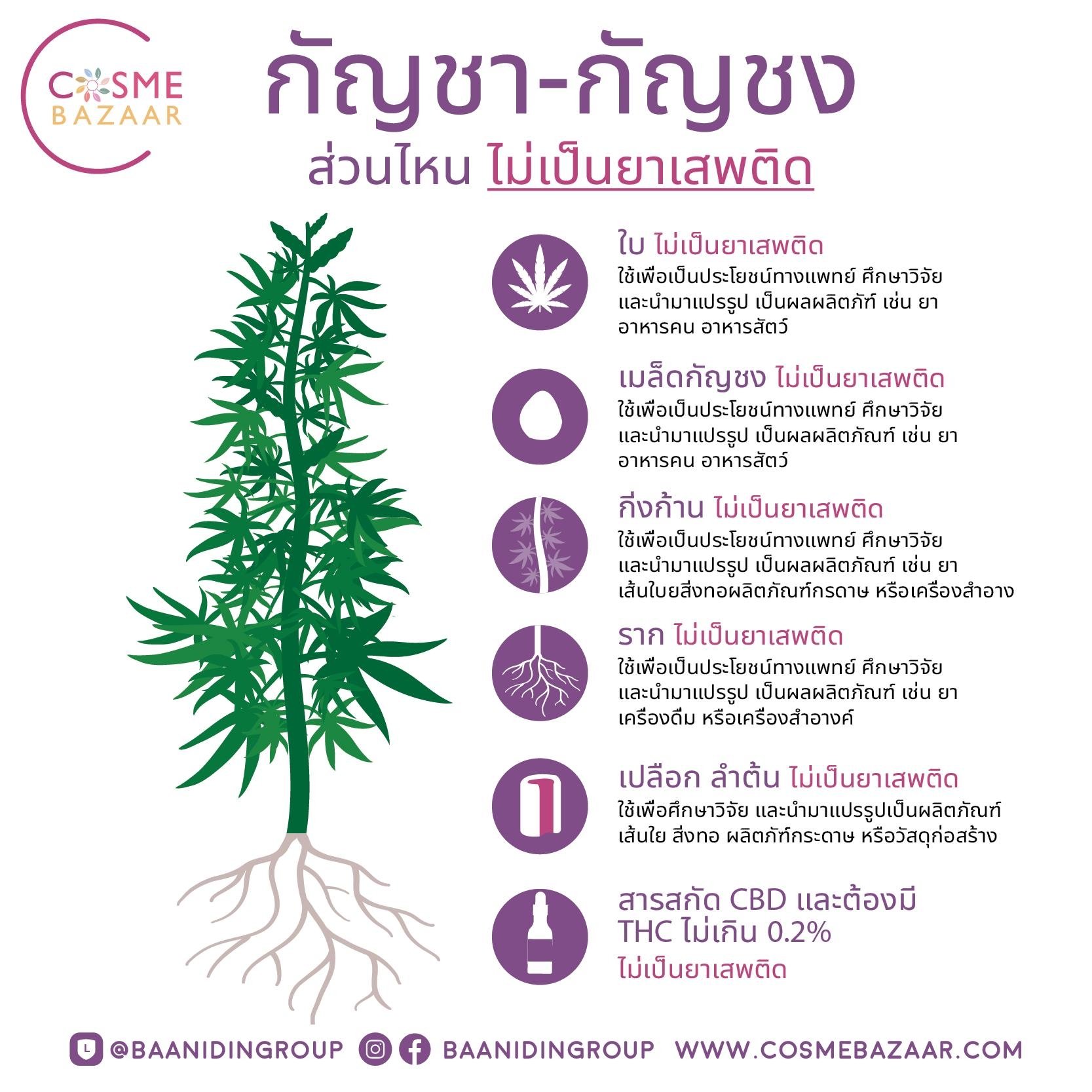 กัญชา กัญชง ส่วนไหน ไม่เป็นยาเสพติด กัญชา กัญชง ส่วนไหน ไม่เป็นยาเสพติด