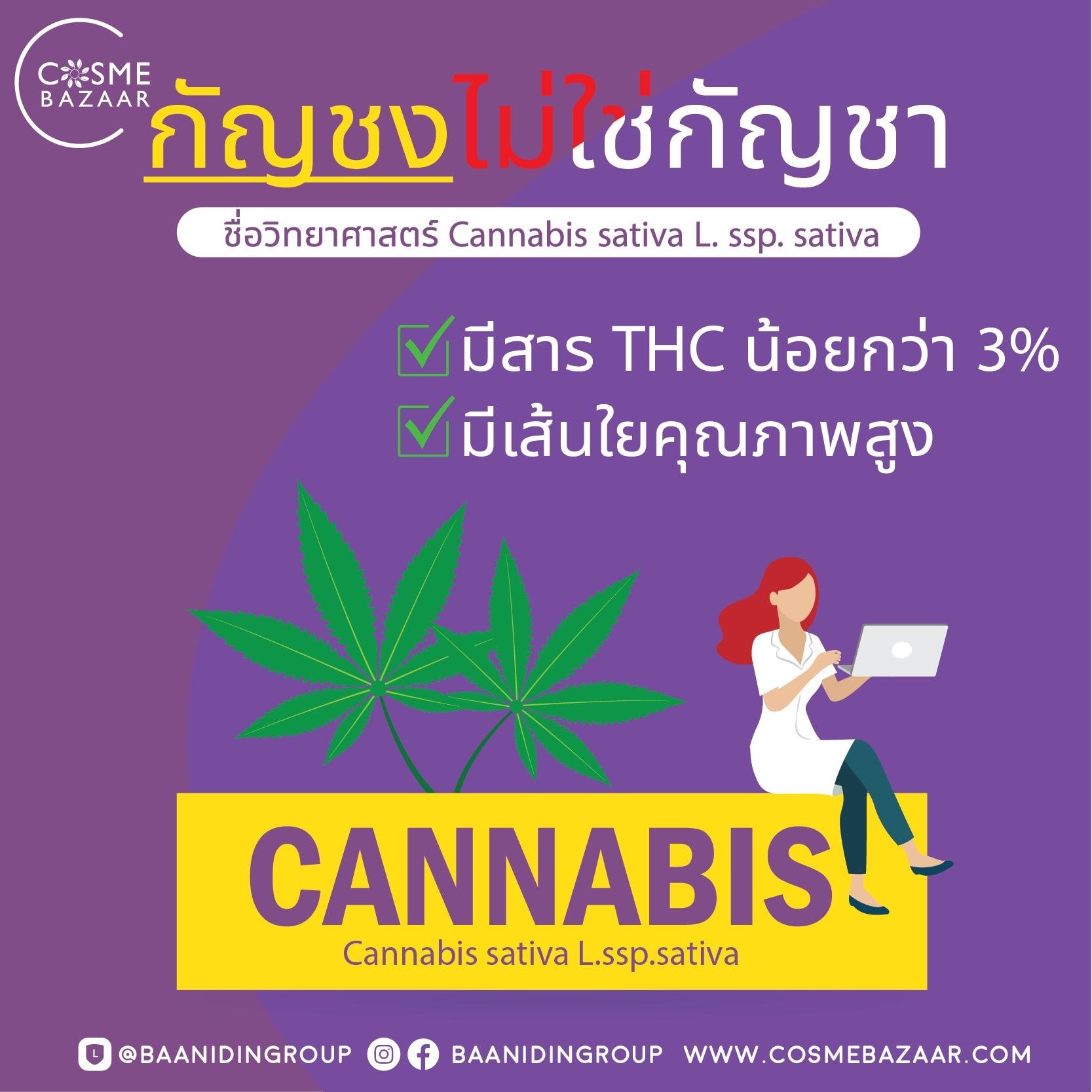 กัญชง ไม่ใช่กัญชามารู้จักกัน กัญชง ไม่ใช่กัญชามารู้จักกัน