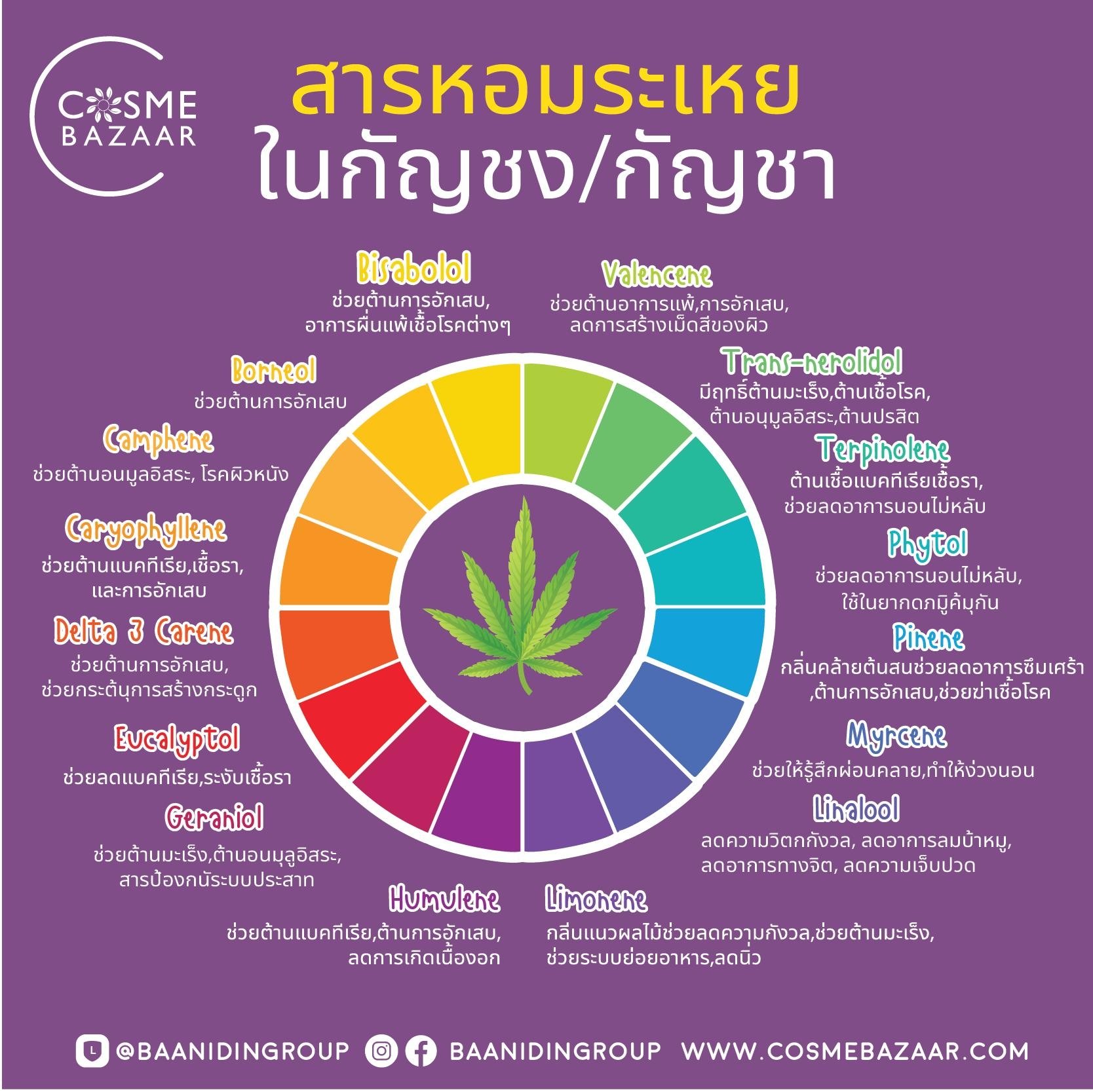 15 สารหอมระเหย (Terpene)ที่โดดเด่น ในกัญชงและกัญชา