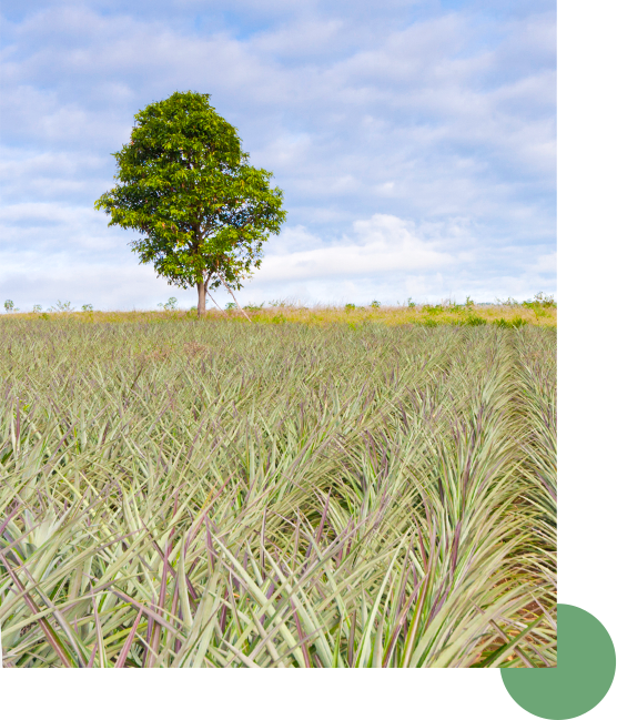 Market Situation : Pineapple Summer Crop 2024 Market Situation : Pineapple Summer Crop 2024