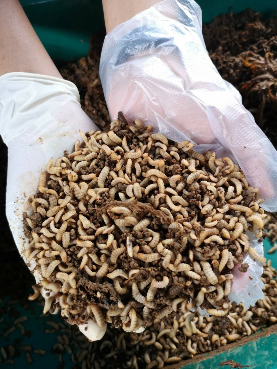 Using insects as animal feed