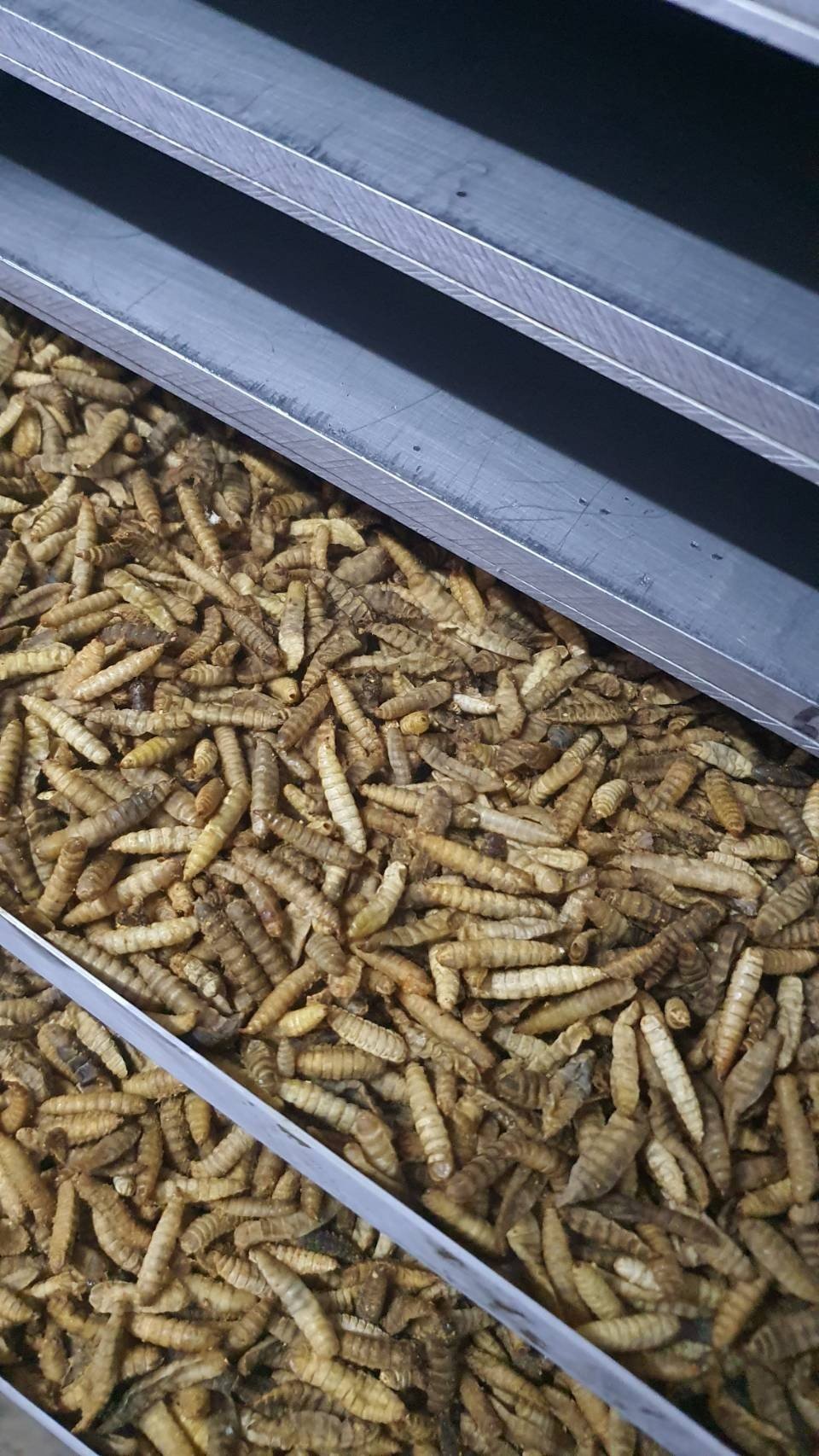 Hurdles remain for insect use in livestock feed.