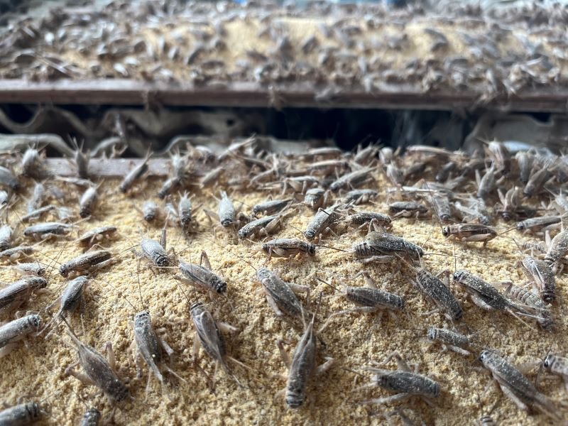 Singapore: Is insect farming for animal feed set to fly?