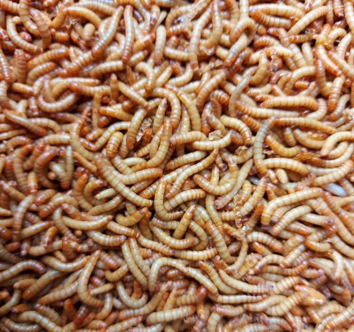 Can insects provide the required protein in pet food?