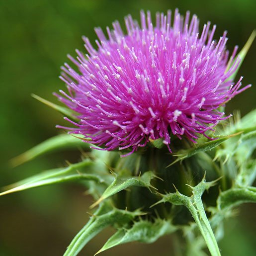 Milk Thistle มิลค์ทิสเซิล ดีท็อกซ์-ปกป้องตับจากพิษยาเคมี Milk Thistle มิลค์ทิสเซิล ดีท็อกซ์-ปกป้องตับจากพิษยาเคมี