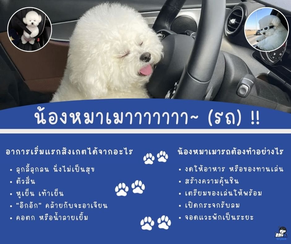 น้องหมาเมารถ