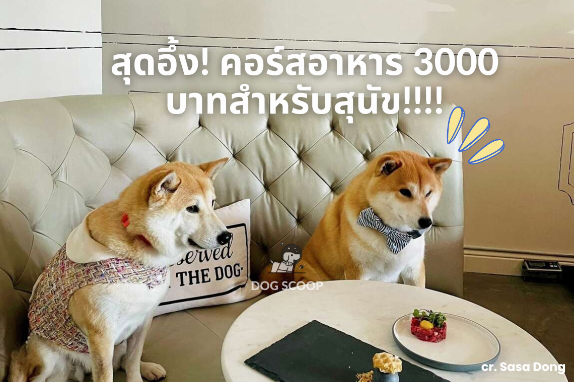 สุดอึ้ง! คอร์สอาหาร 3000 บาทสำหรับสุนัข 