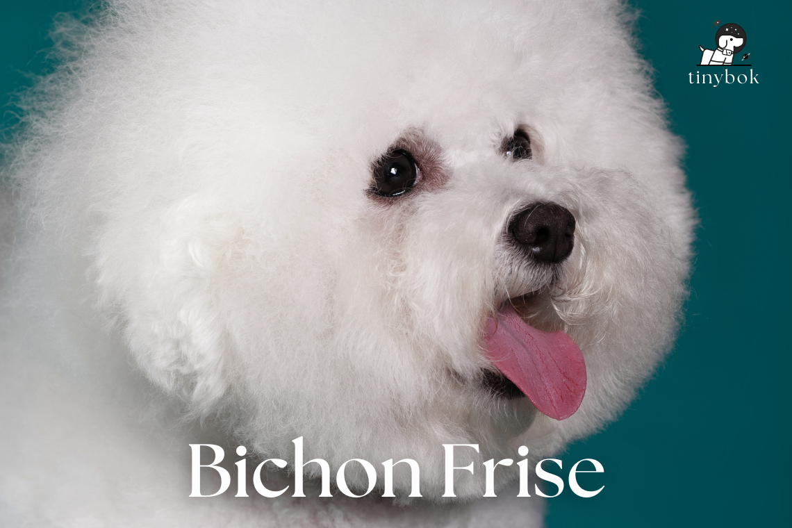 บิชอง ฟริเซ่ (Bichon Frise) 