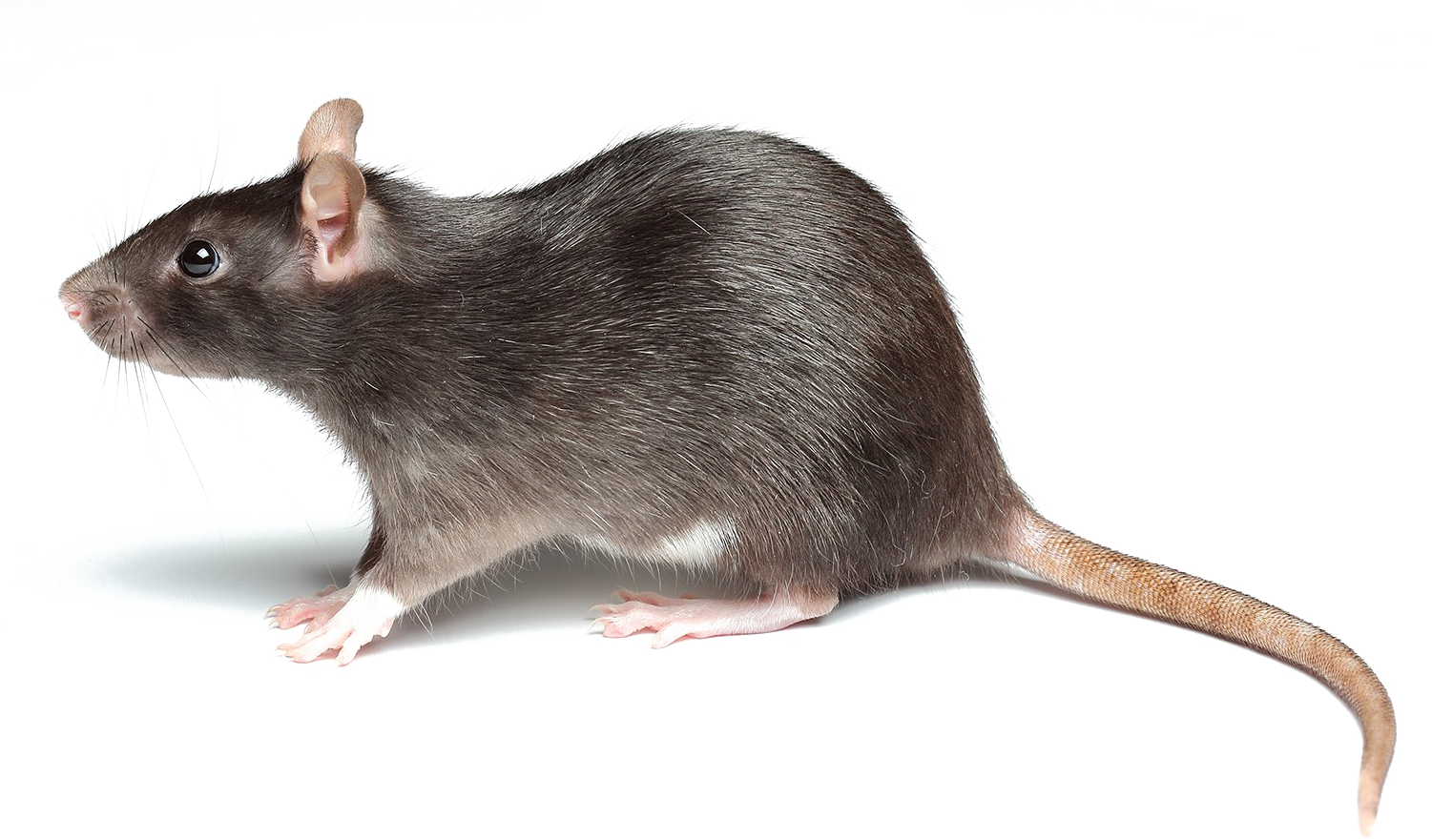 หนู rat