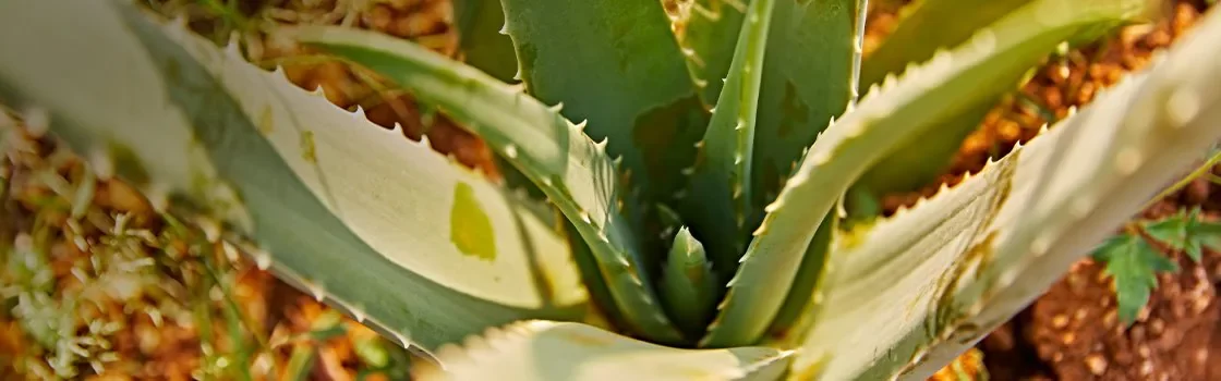 Our Aloe