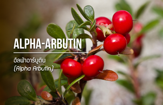 Alpha Arbutin / อัลฟ่าอาร์บูติน Alpha Arbutin / อัลฟ่าอาร์บูติน